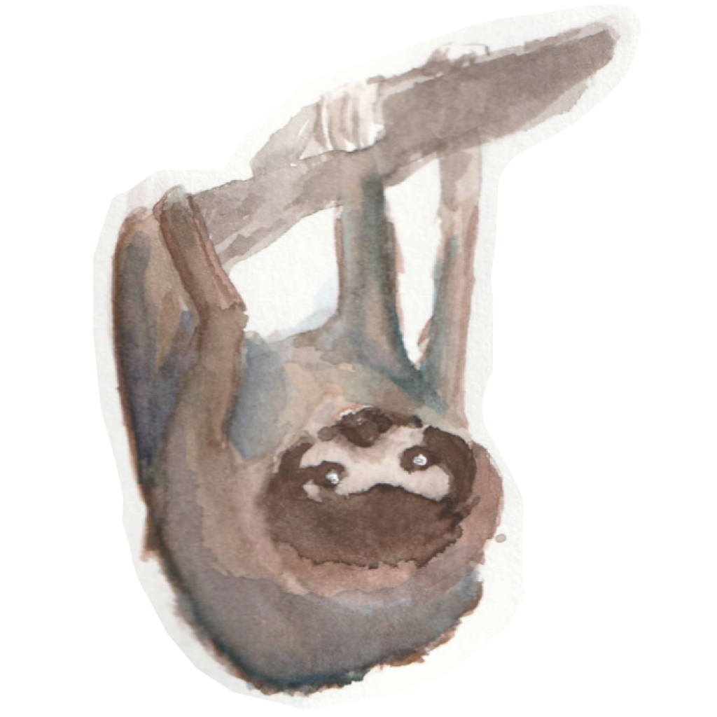 An illustration of a sloth hanging on a tree branch. 