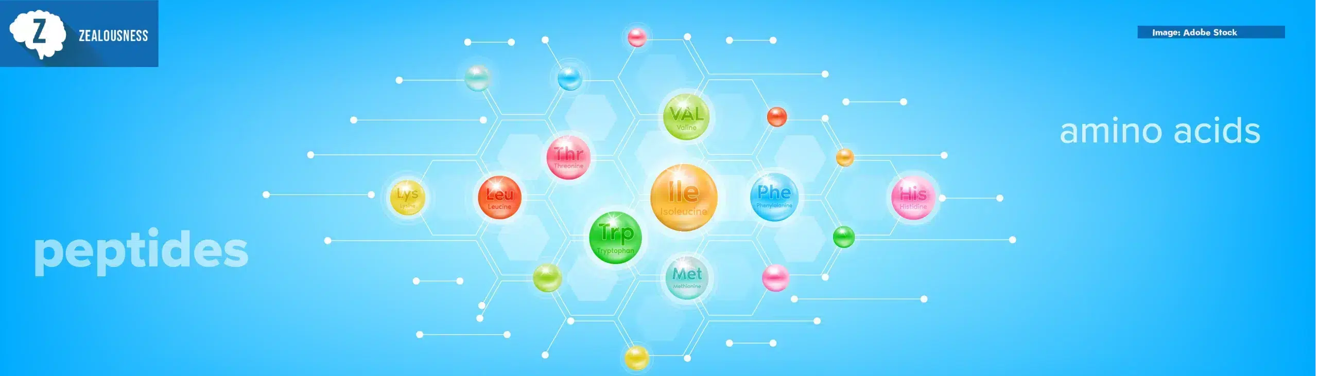 Healthcare Peptide Education: A Complete Guide to Understanding Peptides